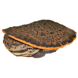 Peter's Sideneck Turtle