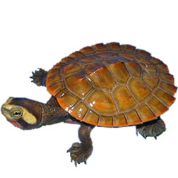 Pink-bellied Sideneck Turtle