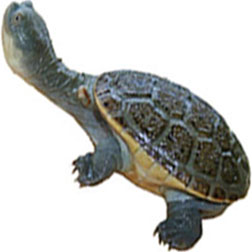 Reimann's Snakeneck Turtle