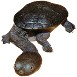 Siebenrock's Snake-necked Turtle