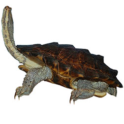 South American Snake-necked Turtle