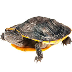 Twist-necked Turtle