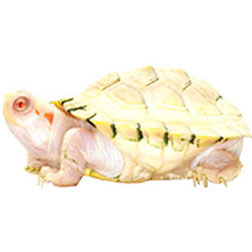 Albino Red-earned Slider Turtle