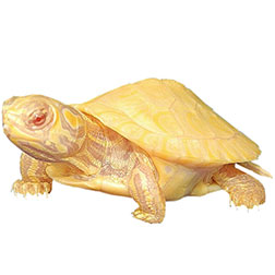 Albino Yellow-bellied Turtle