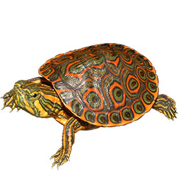 Belize Slider Turtle