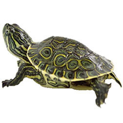 Guatemalan Ornate Slider Turtle