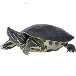 Hispaniola Slider Turtle
