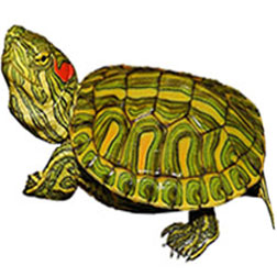 Rio Grande Slider Turtle