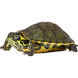 Yellow-bellied Slider Turtle