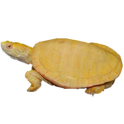 Albino Chinese Smooth Turtle