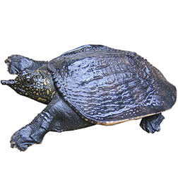 Asiatic Smooth Softshell Turtle