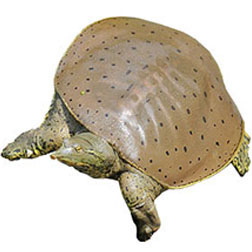 Eastern Spiny Smooth Turtle