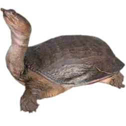 Florida Smooth Turtle