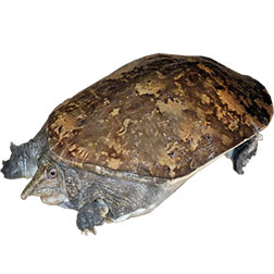 Malayan Softshell Turtle