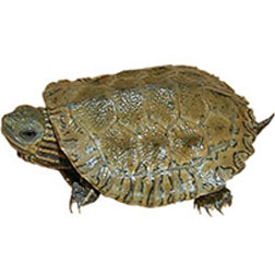Caspian Pond Turtle