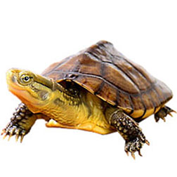 Chinese Yellow Pond Turtle