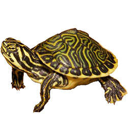 Hieroglyphic River Cooter Turtle