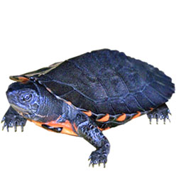 Kwangtung River Turtle