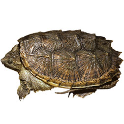 Ontario Snapping Turtle