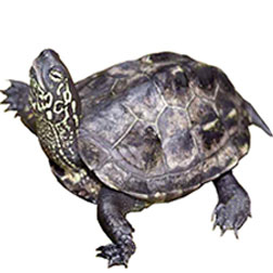 Reeve's Chinese Pond Turtle