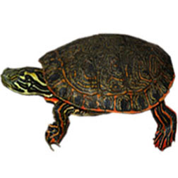 Rio Grande Cooter Turtle