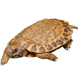 Hypo Pastel North American Wood Turtle