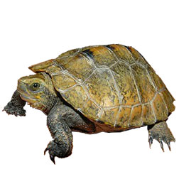 Japanese Wood Turtle