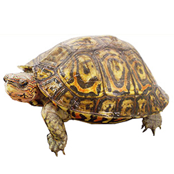 Mexican Painted Wood Turtle