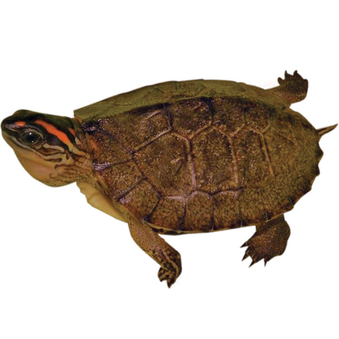 Spotted Leg Wood Turtle