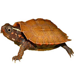 Vietnamese Wood Turtle