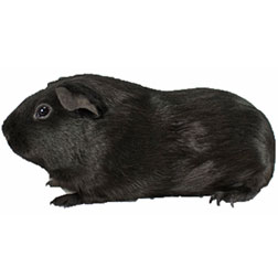 Black Guinea Pig
