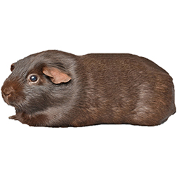 Chocolate Guinea Pig