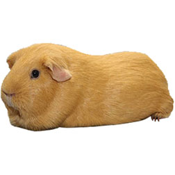 Golden Self Guinea Pig