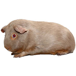 Lilac Guinea Pig