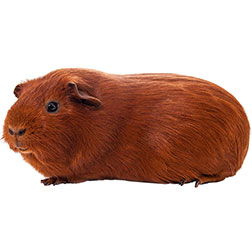 Red Guinea Pig