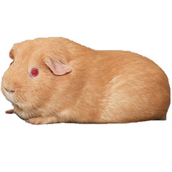 Saffron Guinea Pig