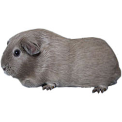 Slate Guinea Pig