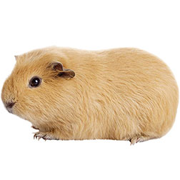 Tan Self Guinea Pig