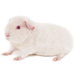White Albino
