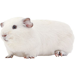 White Guinea Pig