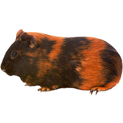 Brindle Guinea Pig