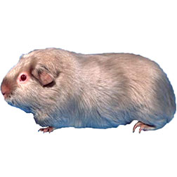 Dilute Guinea Pig