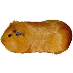 Golden Solid Guinea Pig