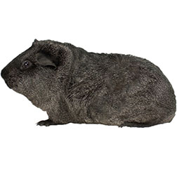 Silver Guinea Pig