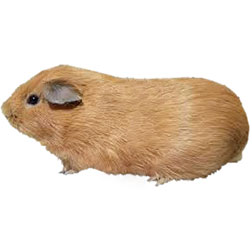 Tan Solid Guinea Pig