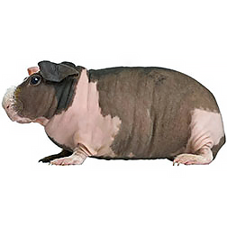 Baldwin Guinea Pig