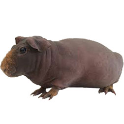 Skinny Guinea Pig