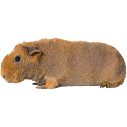 Werewolf Guinea Pig