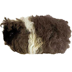 Alpaca Guinea Pig