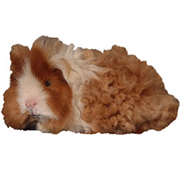 Alpaca Satin Guinea Pig